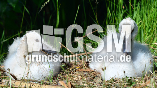 Höckerschwanküken (3).jpg